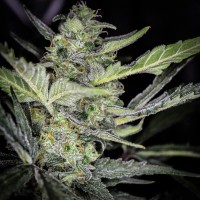 Auto Tangelo Rapido feminised Ganja Seeds