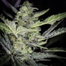 Auto Tangelo Rapido feminised Ganja Seeds