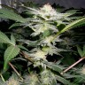 Семена каннабиса  Auto Caiera feminised GanjaVIP Seeds