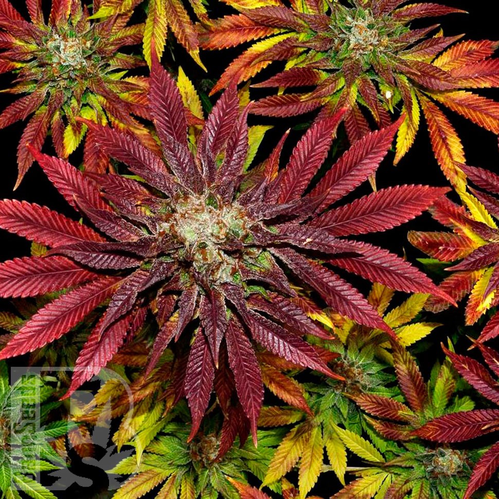 Семена марихуаны  Auto Mintz feminised Ganja Seeds
