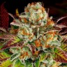 Семена марихуаны  Auto Mintz feminised Ganja Seeds