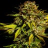 Семена марихуаны  Auto Mintz feminised Ganja Seeds