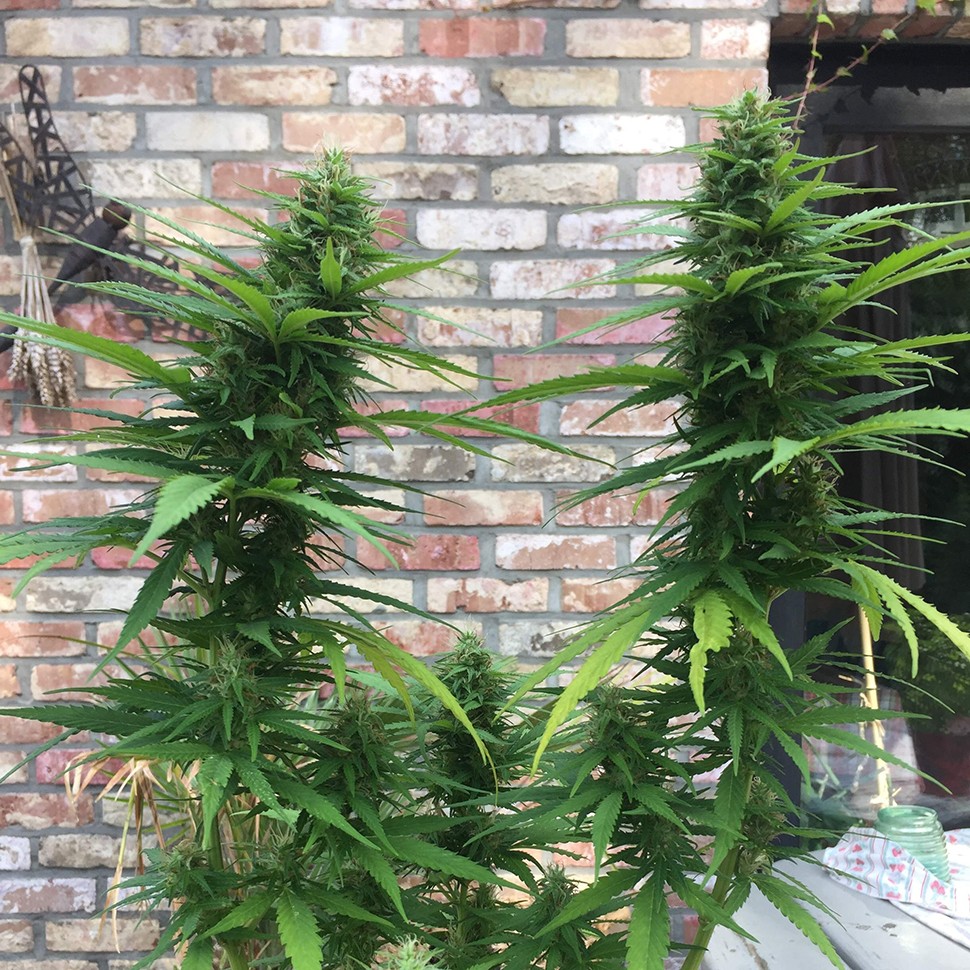 заказать семена конопли почтой Auto Mango feminised