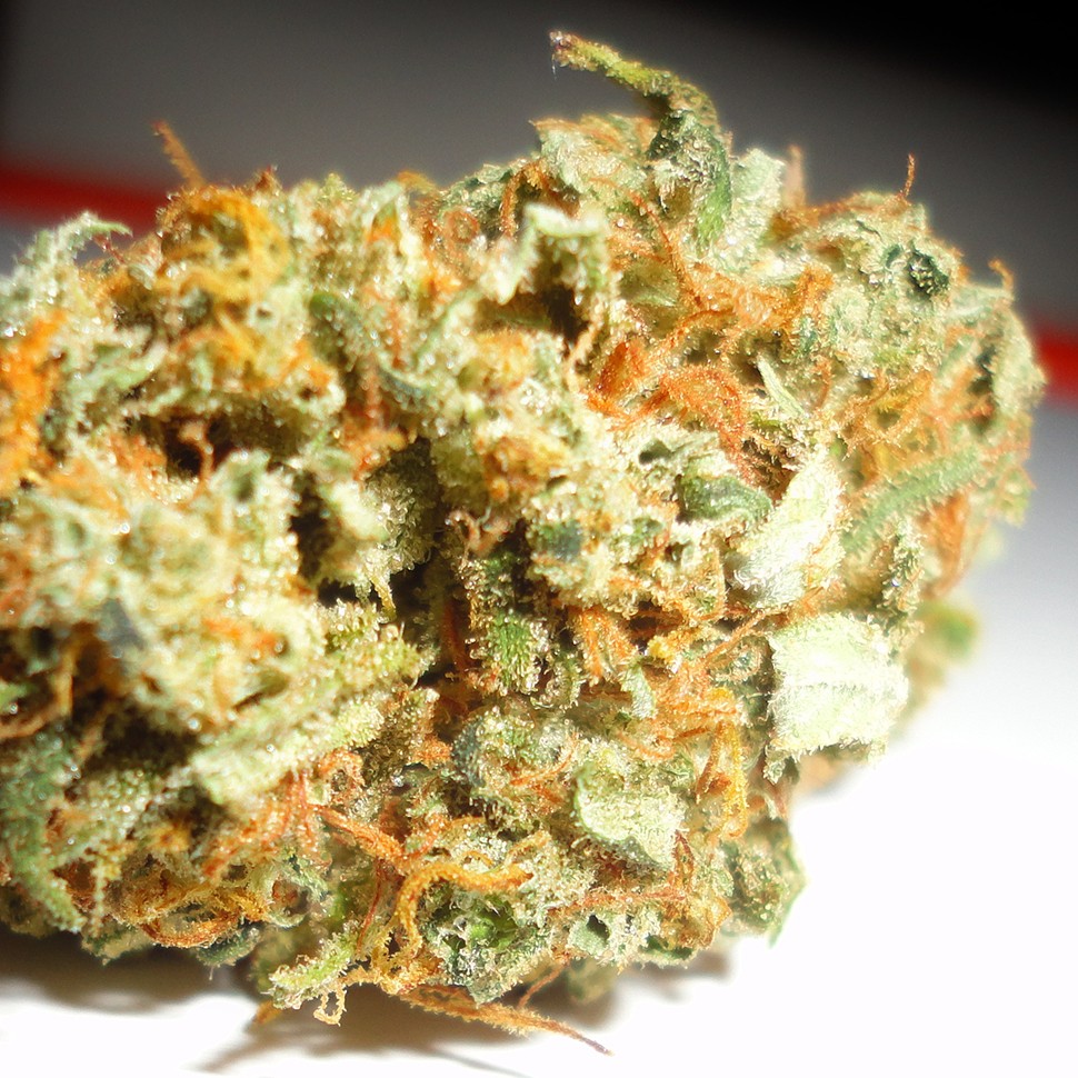 купить семена конопли в украине Auto Mango feminised