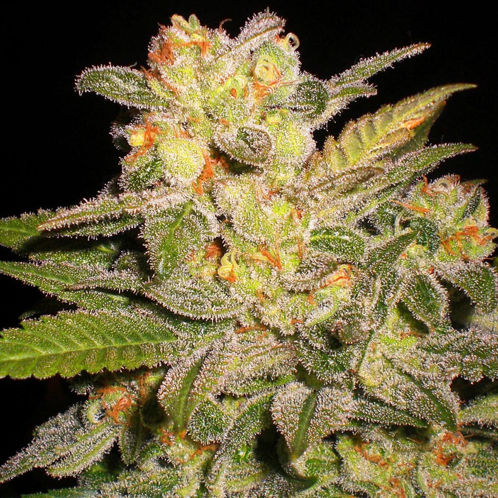 Семена ганжа  Auto Mango feminised Ganja Seeds