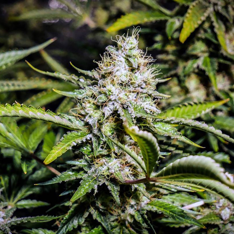 Семена  Auto Tutankhamon feminised Ganja Seeds