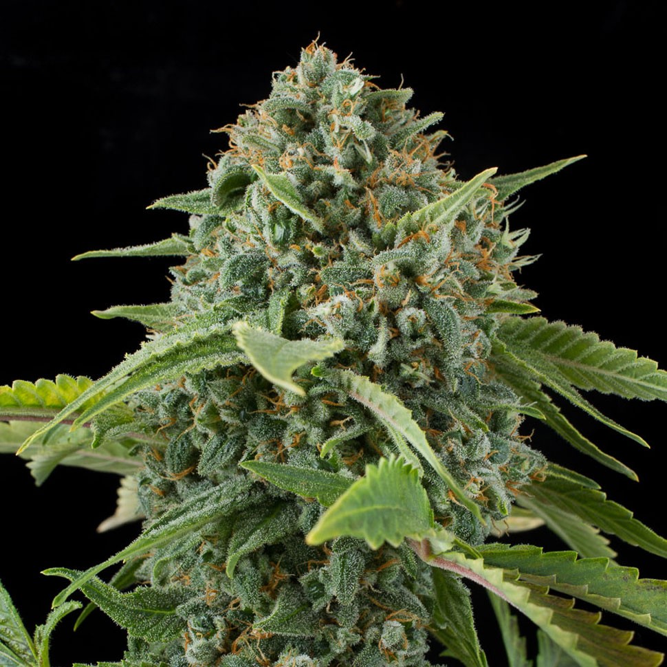 Семена марихуаны  Auto Elektra feminised GanjaVIP Seeds