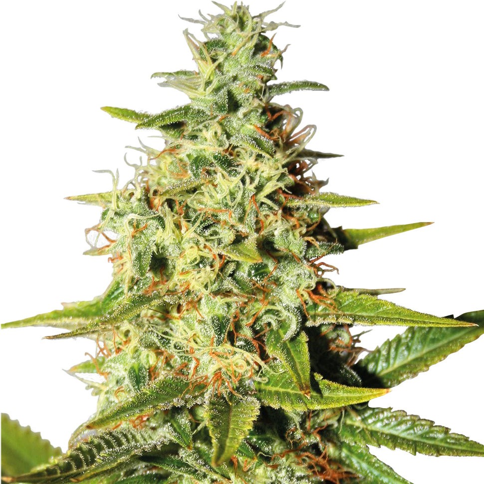 купить семена конопли автоцвет  Auto Elektra feminised
