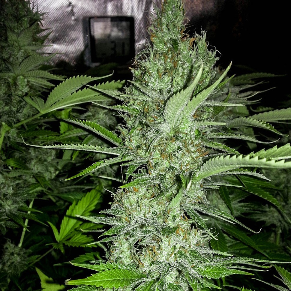 Семена конопли  Auto Amnesia feminised Neuro Seeds