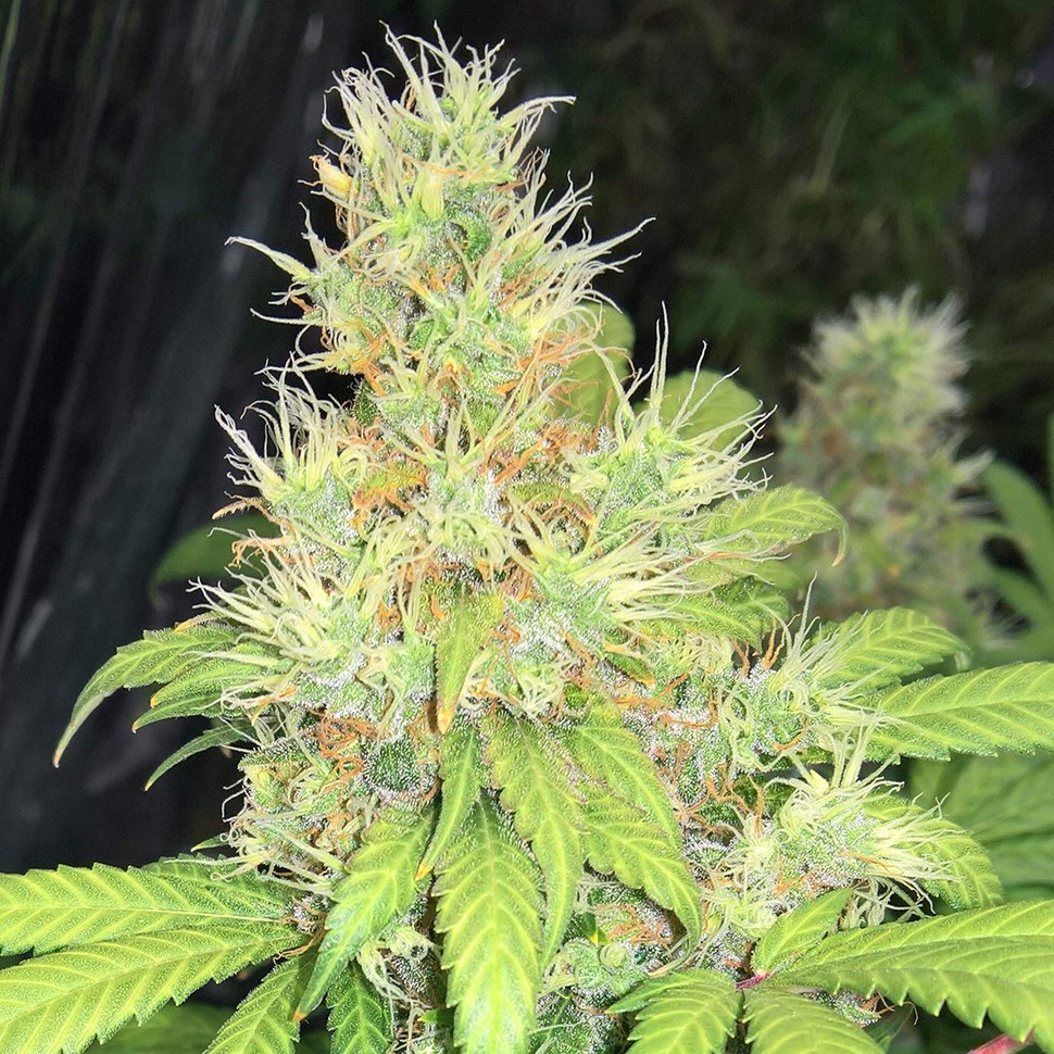 Семена конопли  Baursaki feminised Bang Seeds