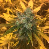 Sage n Sour feminised Ganja Seeds