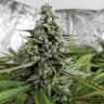 Auto Deimos feminised Ganja Seeds