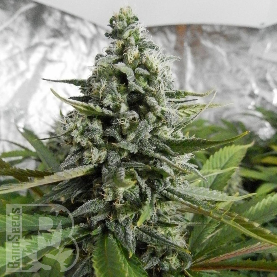Семена ганжа  Auto Deimos feminised Ganja Seeds