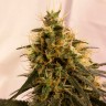 Семена каннабиса  Auto Pineapple Chunk feminised Ganja Seeds