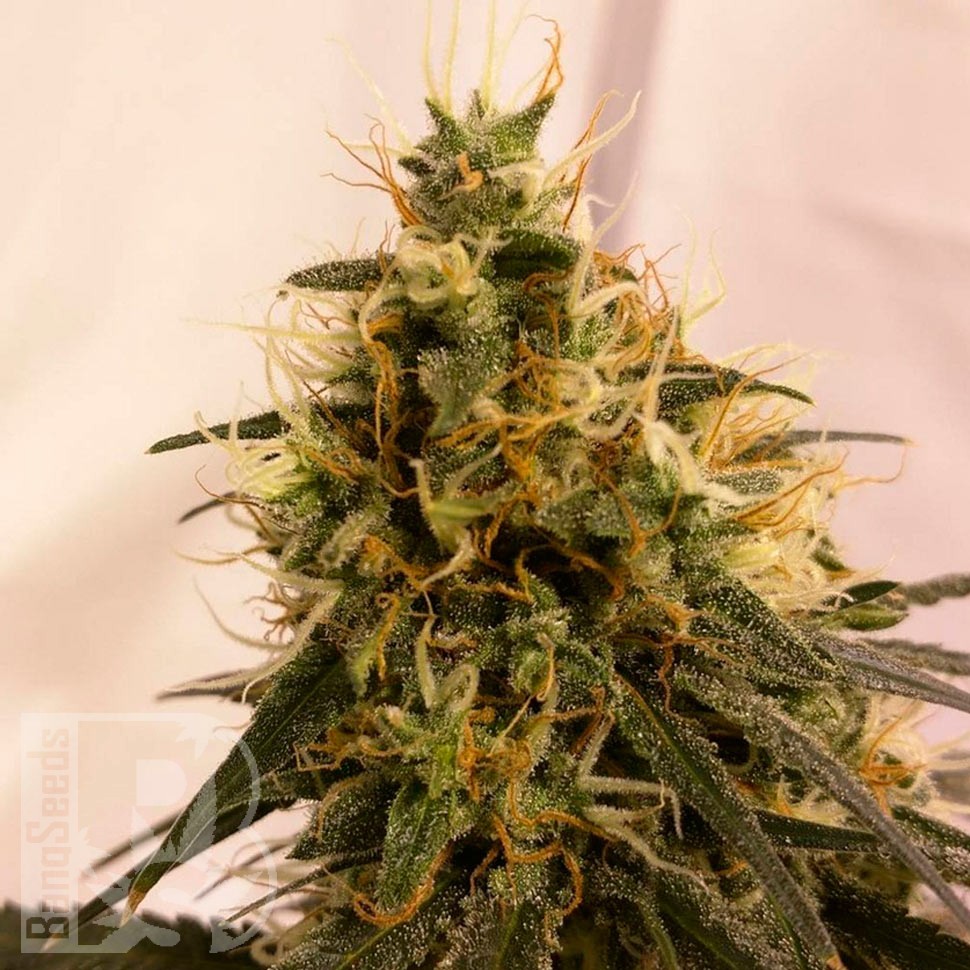 Семена каннабиса  Auto Pineapple Chunk feminised Ganja Seeds