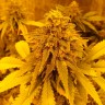 Семена каннабиса  Auto Pineapple Chunk feminised Ganja Seeds