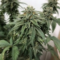 Jack regular Ganja Seeds