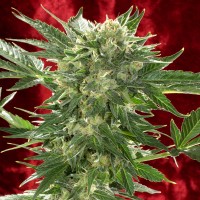 Auto White Russian XXL feminised Ganja Seeds