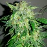 Семена  Beshbarmak feminised Bang Seeds