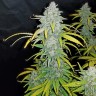 Семена  Beshbarmak feminised Bang Seeds