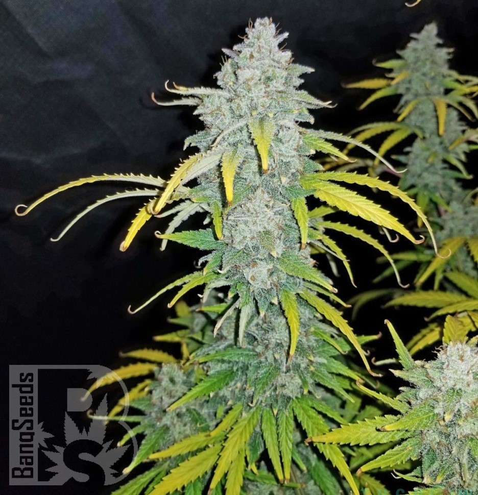 Семена  Beshbarmak feminised Bang Seeds