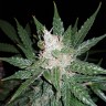 семена каннабиса Super Mazar feminised Ganja Seeds
