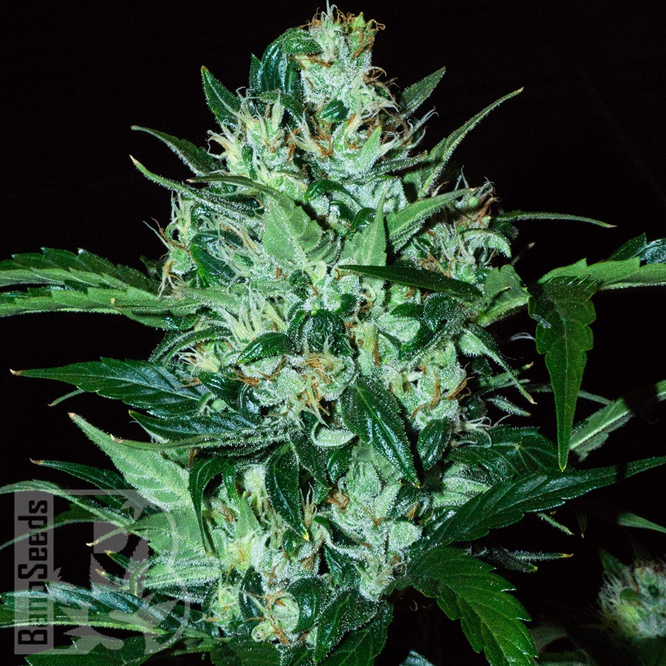 Семена Auto Dedoverde Haze feminised Ganja Seeds