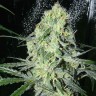 заказать семена конопли курьером Auto Russian Rocket Fuel reg