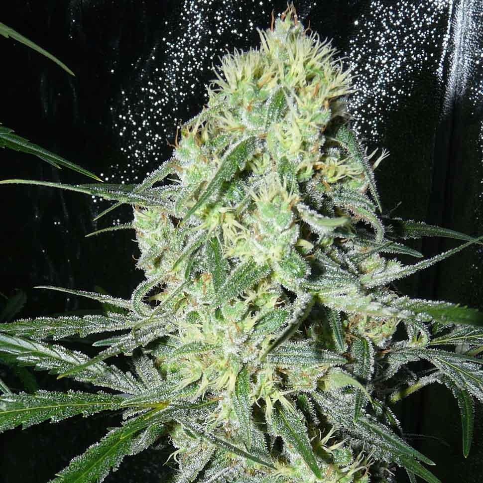 заказать семена конопли курьером Auto Russian Rocket Fuel reg