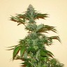 заказать семена индийской конопли Auto Russian Rocket Fuel reg