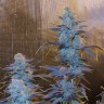 Green House Thai feminised Ganja Seeds