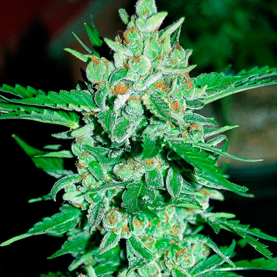 Качественные семена конопли Auto Jack 47 feminised Ganja Seeds