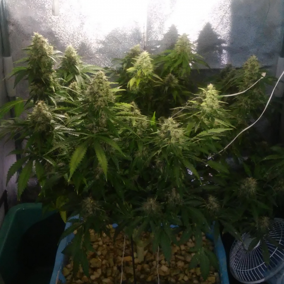 Семена марихуаны  Auto Jack 47 feminised Ganja Seeds