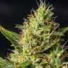 Семена конопли Auto Durban Poison feminised Ganja Seeds Семена конопли Auto Durban Poison feminised Ganja Seeds