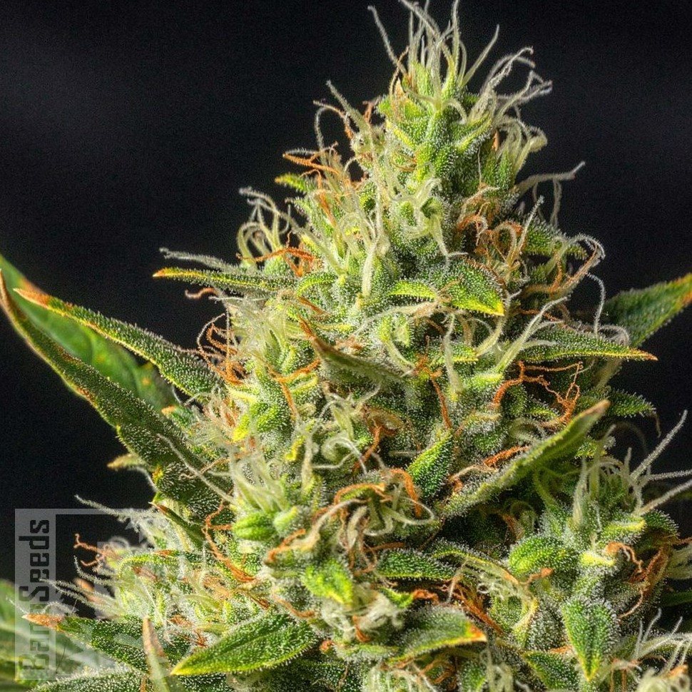 Семена конопли Auto Durban Poison feminised Ganja Seeds Семена конопли Auto Durban Poison feminised Ganja Seeds