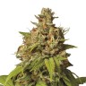 Семена конопли Auto Durban Poison feminised Ganja Seeds Семена конопли Auto Durban Poison feminised Ganja Seeds