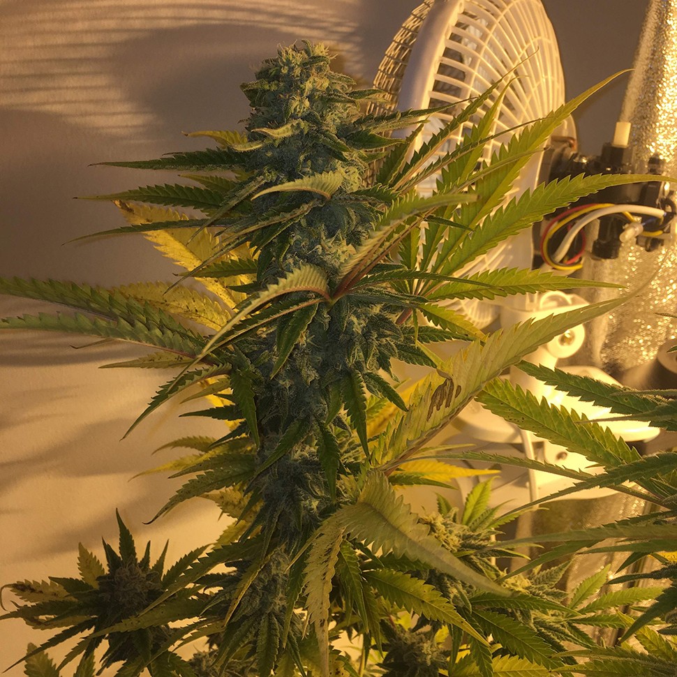 Семена  Green Poison regular Ganja Seeds