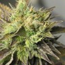 Auto New York Diesel feminised Neuro Seeds