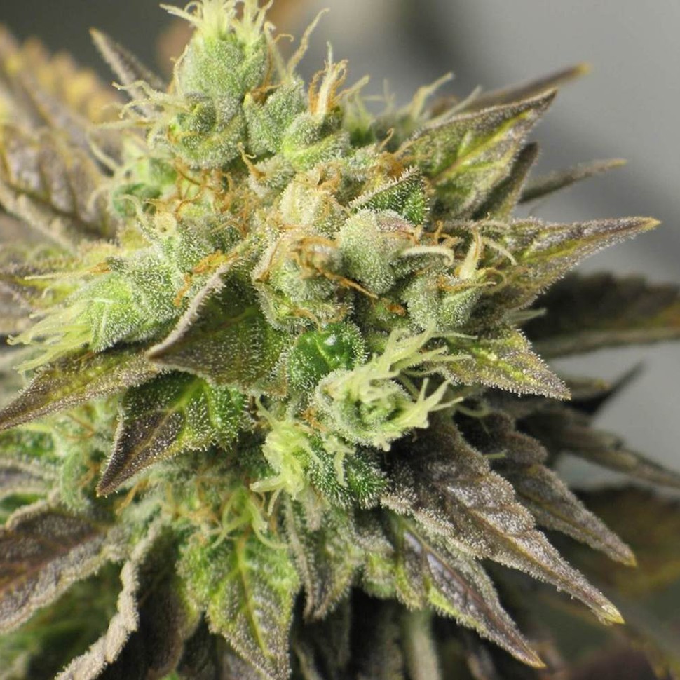 Семена  Auto New York Diesel feminised Neuro Seeds