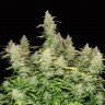 Семена ганжа  Burabay feminised Bang Seeds