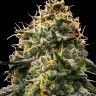 Семена ганжа  Burabay feminised Bang Seeds