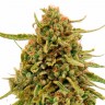 семена конопли Widow Remedy feminised Ganja Seeds