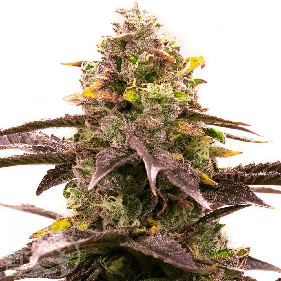Семена конопли  Widow Remedy feminised Ganja Seeds