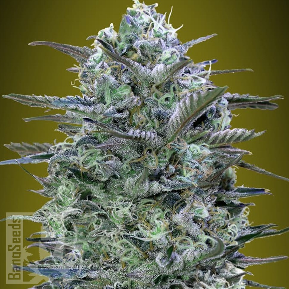 Семена конопли  Widow Remedy feminised Ganja Seeds