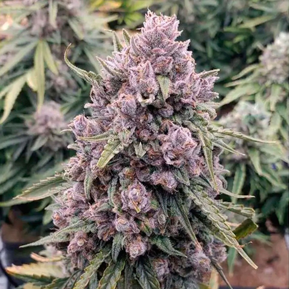 Семена каннабиса  Auto Cinderella Jack feminised Ganja Seeds
