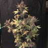 Купить Auto Devil Cream feminised Ganja Seeds