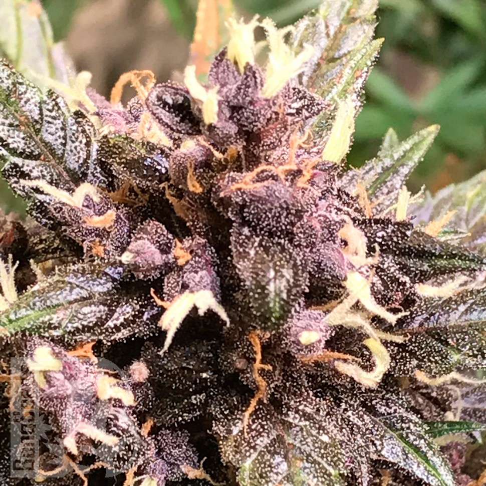 Купить семена Auto Devil Cream feminised Ganja Seeds