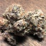 Early Skunk feminised Ganja Seeds