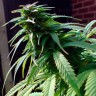 Early Skunk feminised Ganja Seeds