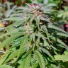 Early Skunk feminised Ganja Seeds